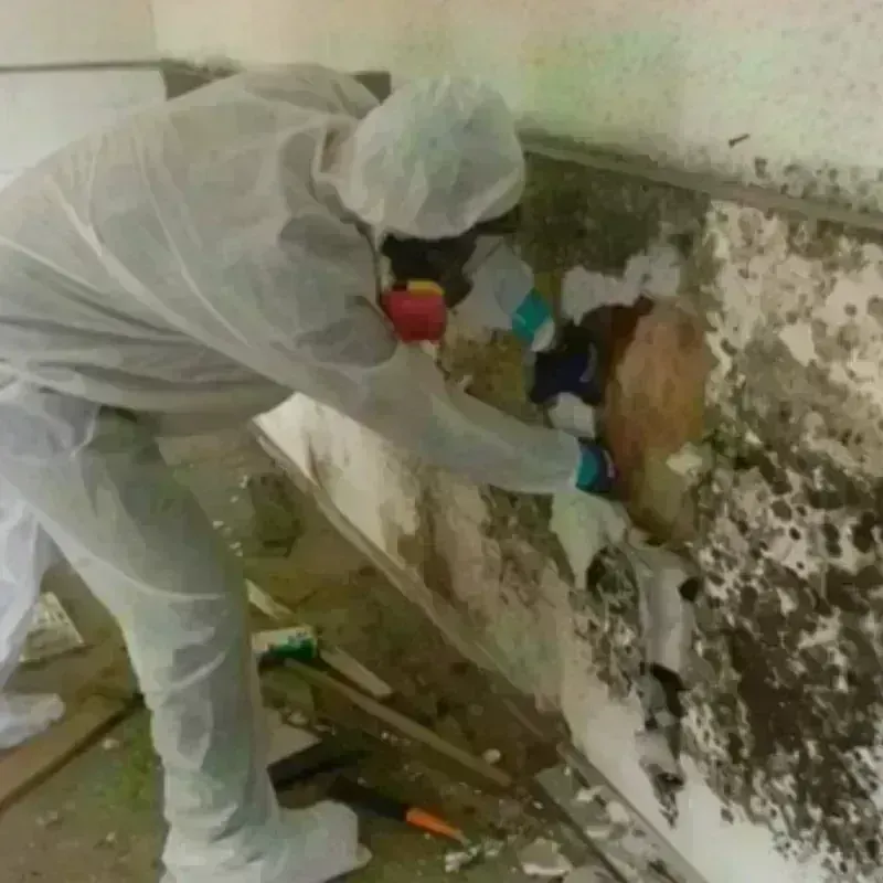 Mold Remediation and Removal in East Palo Alto, CA